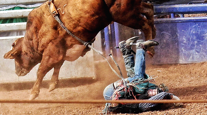 Delta Dental of Idaho - Bull Riding