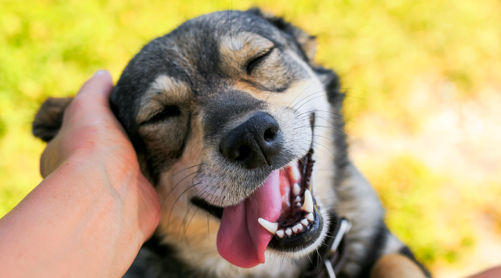 Cats and dogs are vastly different. But what about your pet’s teeth? We’re not going to fight like cats and dogs, but we are going to compare and contrast in a dental duel.